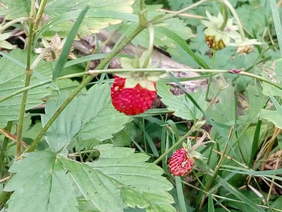 Les Blanches Provencales Panzió Selonnet Kültér fotó